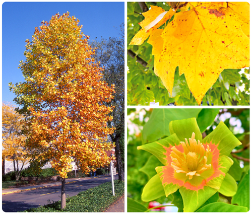 Tulip Trees